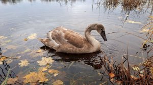 4K Молодой лебедь