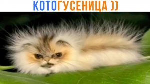 КОТОГУСЕНИЦА ))) Приколы с котами | Мемозг 1687