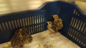 Дневник за 15 ноября 2025 : проверяем вывод куропаток, готовим в аэрогриле, Бос, Кеша и Персик