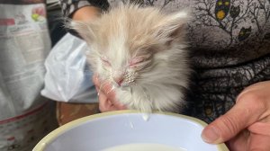 Котята выброшены