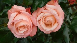 13=11=2025  уни  ПВН  (93)