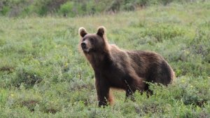 Белочке - пять месяцев. Это её первый медведь.