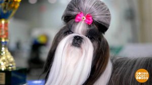 "Евразия 2025": будет сплошное ми-ми-ми! Доброе утро. Суббота. Фрагмент выпуска от 15.11.2025