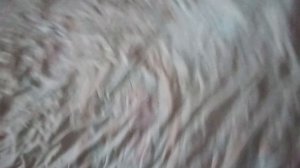 видео про моё 1 из растений-тыква