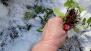 СОБИРАЕМ РЕДИСКУ ИЗ ПОД СНЕГА 15-11-2025