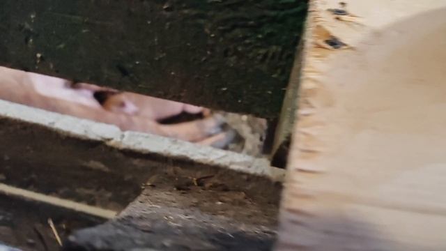 Вернулся домой, работа по хозяйству, чистка и ремонт поилки.