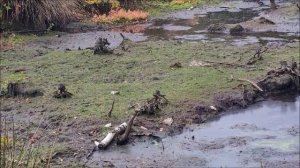 болота осенью