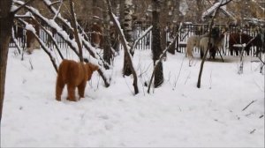 Леона после кормления гуляет одна в большом вольере 13.11.2025