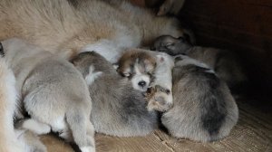 Щенкам тринадцать дней