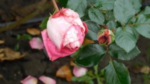 13=11=2025  уни  ПВН  (59)