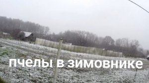 Пчелы переехали на зимние квартиры.