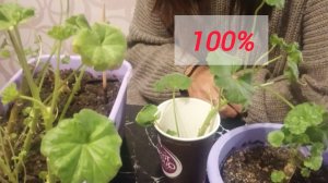 100% метод укоренения черенков пеларгонии. Мои пеларгонии через 2 недели после обрезки