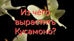 Как вырастить Кусамоно?