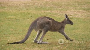 Факты о кенгуру