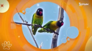 Клуб Шико. Выпуск от 15.11.25