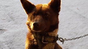 Мишка в морозное утро! Зима пришла! 🦮❤️