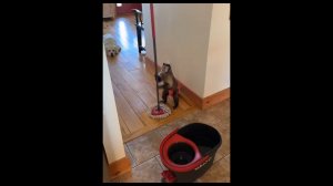 чи-чи-чи-чиков