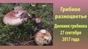Грибное разноцветье. Дневник 27 августа 2017 года.