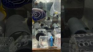 Юбилейная поставка в "Калипсо Аква"