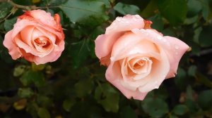 13=11=2025  уни  ПВН  (92)