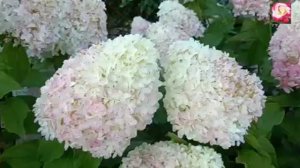 метельчатая гортензии сорта