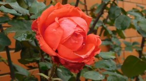 13=11=2025  уни  ПВН  (62)