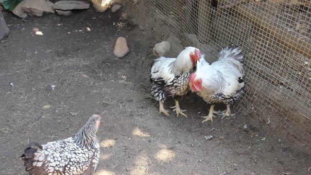 ЮАР. Кейптаун. Парк «Мир птиц» (World of Birds Wildlife Sanctuary). Петушки поссорились...