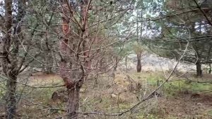 Прогулка по лесу 15 ноября 2025 года первая часть