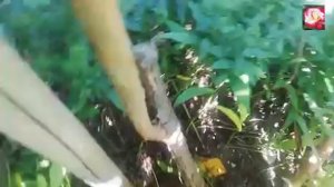 высокорослые гортензии