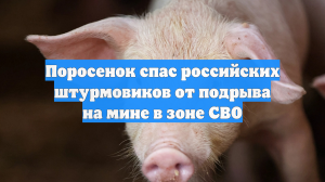 Поросенок спас российских штурмовиков от подрыва на мине в зоне СВО