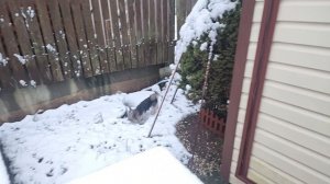 ПРОДОЛЖАЕМ РАБОТЫ В САДУ, НО УЖЕ ПОД СНЕГОМ.15-11-2025