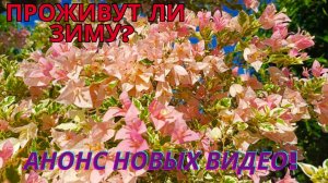 Как зимуют наши бугенвиллии Обзор зимовки и анонс