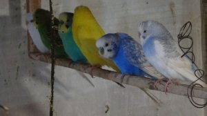 Попугаи, размножение.