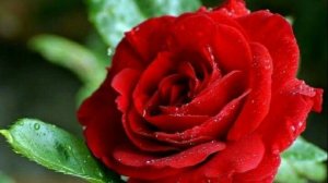 "РОЗА" Новая версия песни. Текст, монтаж: Л. Ломаева. Музыка, исполнение: Suno AI