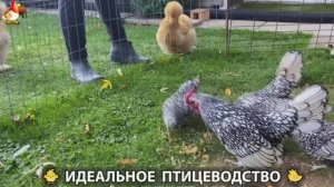 Идеальное птицеводство достойно восхищения 🐓🦆🦢🦚🦃🐔 эпизод (401)