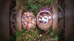 Окончание грибного сезона 2025 года..mp4