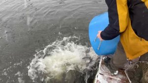 15.11.25. Второе зарыбление VIP зоны форелью.