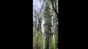 Прекрасная весна и мелодия армянского дудука. Люблю слушать мелодии армянского дудука.🩷🌺🌸.mp4