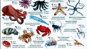 Египет. 6 Утра в Макади. Makadi Palace Reef.