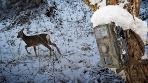ФОТОЛОВУШКА месяц простояла у РУЧЬЯ 🦌 Косульи баталии 💥🤼♂️