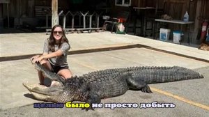 New York Post: В США женщина добыла аллигатора длиною 3,5 метра