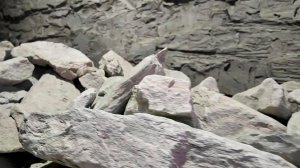 Динозавров еще не было: в Центре истории метро СПб показали глину, найденную при стройке