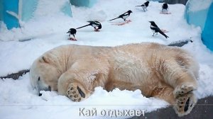 Каю и Герде поменяли воду в бассейне, накормили завтраком, но Каюшка взял хлеб и ушел на дачу.