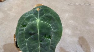 Обзор растений | Флорэвиль | Антуриум ХОЙЯ Алоказия ОРХИДЕЯ Папоротник Аглаонема