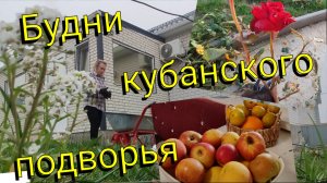 Будни КУБАНСКОГО подворья🏡 Обрезка роз🌹 Обшивка теплицы поликарбонатом 👍