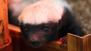 Маленький медоед переехал в отдельный вольер Новосибирского зоопарка