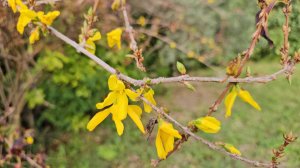 31 октября 2025. Закрытая пицца на новой муке. Побродим вокруг дома.