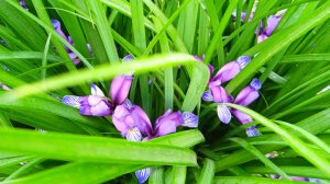 Ирис злаковидный: в чем особенность этого изящного многолетника