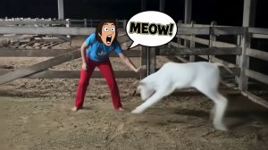 ЕСЛИ ТЫ СМЕЕШЬСЯ, ТЫ ТЕРЯЕШЬ УРОВЕНЬ  🤣 🥶 🚨 НЕВОЗМОЖНО НЕ СМЕЯТЬСЯ]  Смешные Смеющиеся Видео 2025