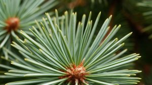 Целебная хвоя...